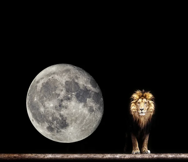 Portrait of a Beautiful lion — Stock Photo, Image