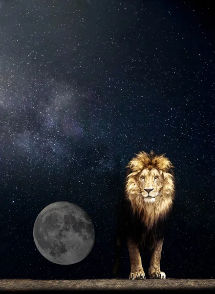 美しいライオンの肖像画です — ストック写真