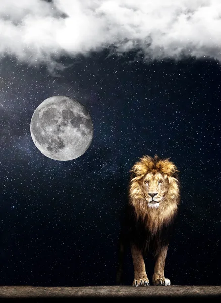 Portrait of a Beautiful lion — Stock Photo, Image