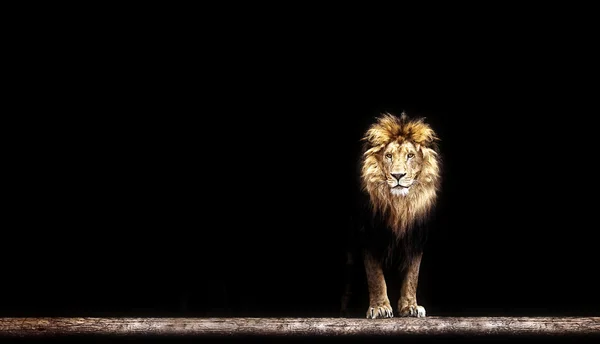 Portrait of a Beautiful lion — Stock Photo, Image