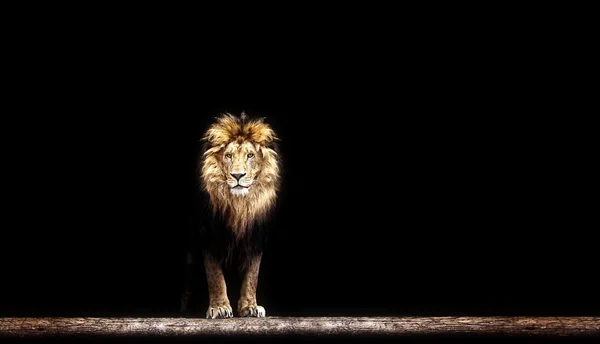 Retrato de un hermoso león — Foto de Stock
