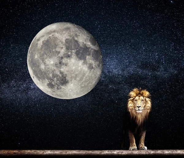 Retrato de un hermoso león — Foto de Stock