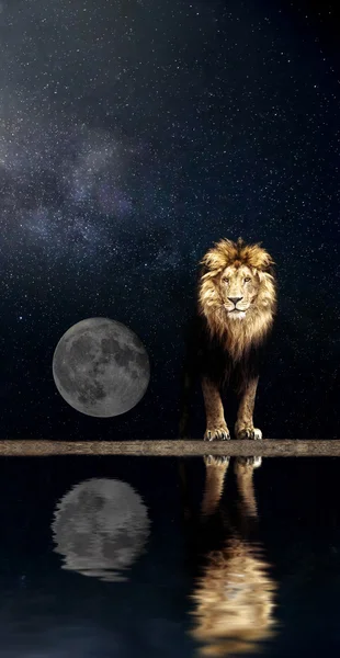 Porträtt av ett vackert lejon — Stockfoto