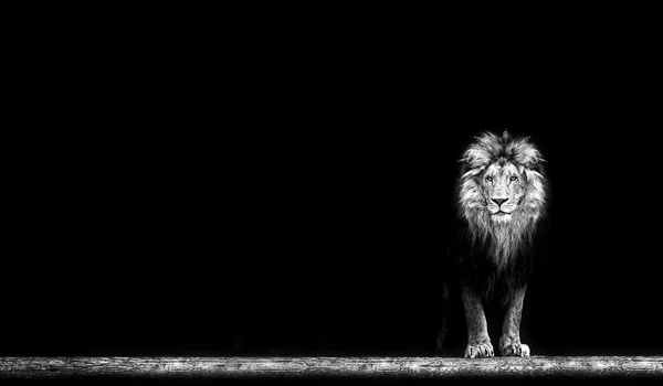 Retrato de un hermoso león —  Fotos de Stock