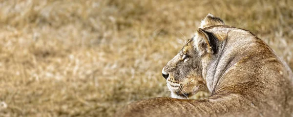 Portrait of a Beautiful lioness — Stock Photo, Image