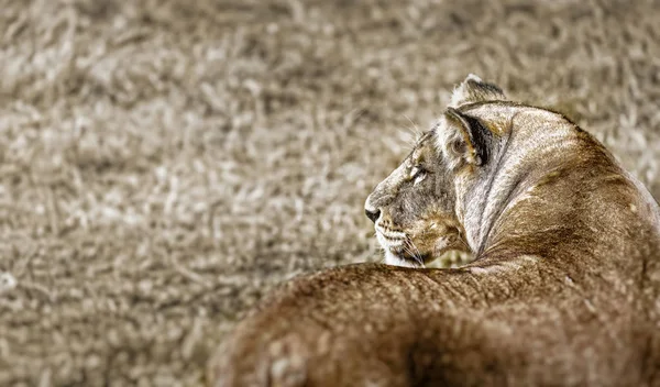 Πορτρέτο του μια όμορφη λιονταρίνα — Φωτογραφία Αρχείου