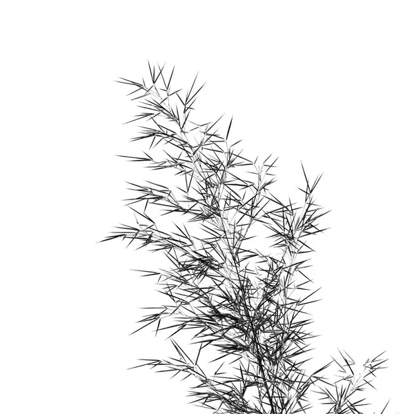竹の枝の葉 — ストック写真