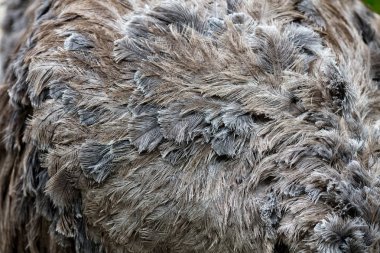 Ostrich bird feathers clipart