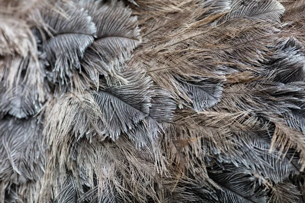 Pierze ptak struś — Zdjęcie stockowe