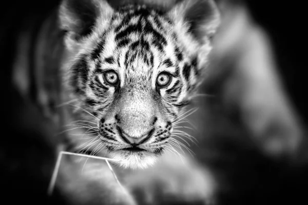 Portrait of Tiger cu — Stock Photo, Image