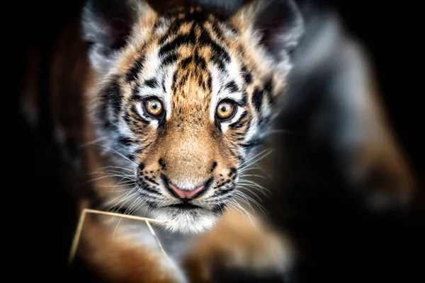 Tigris cu portréja — Stock Fotó