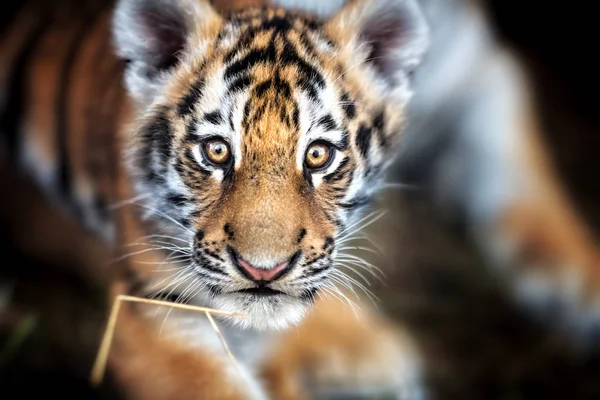 Portrait de Tigre cu — Photo