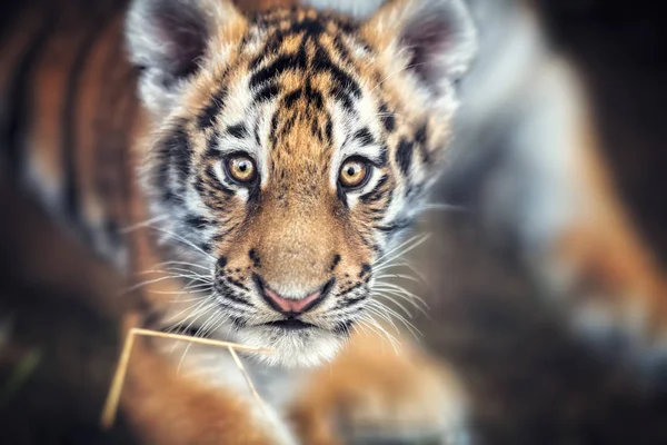 Portrait of Tiger cu — Stock Photo, Image