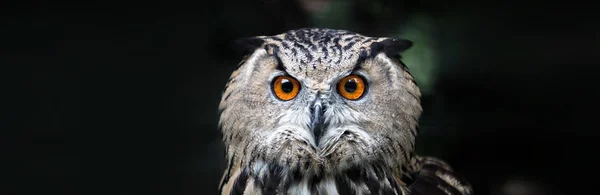 Portrait of Owl close up — Stock Photo, Image