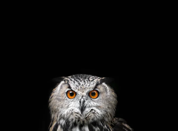 Retrato de búho de cerca — Foto de Stock