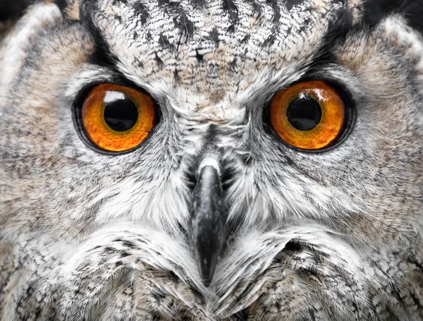Portrait of Owl close up — Stock Photo, Image