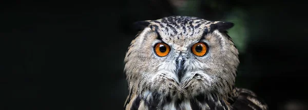 Portrait de hibou gros plan — Photo