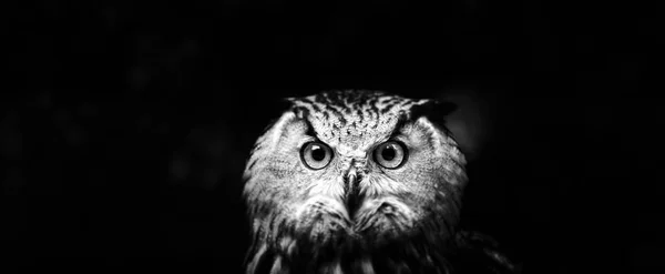 Porträtt av Owl närbild — Stockfoto