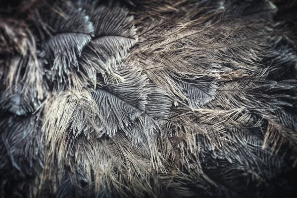 Ostrich bird feathers — Stock Photo, Image