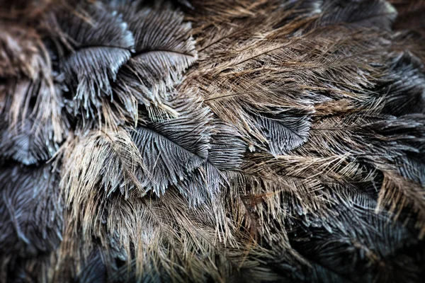 ダチョウの鳥の羽 — ストック写真