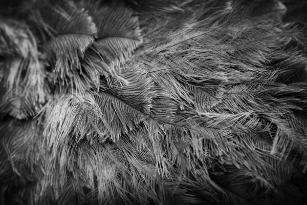 Ostrich bird feathers — Stock Photo, Image