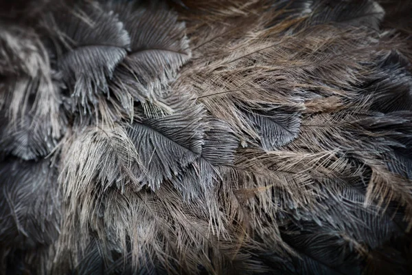 Πουλί φτερά στρουθοκαμήλου — Φωτογραφία Αρχείου