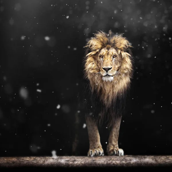 Portrait d'un beau lion, lion dans l'obscurité et la neige — Photo