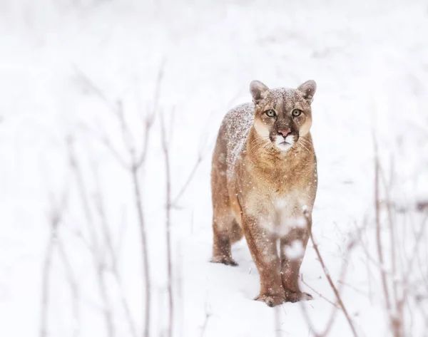 Puma woods, dağ aslanı bak, kar üzerinde tek kedi. gözler — Stok fotoğraf