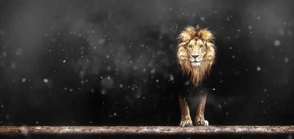 Portrait of a Beautiful lion, lion in the dark and snow — Stock Photo, Image