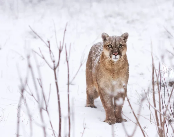 Puma en el bosque, mirada de león de montaña, gato soltero en la nieve. ojos — Foto de Stock