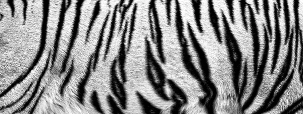 Fur of white tiger — Stock Photo, Image