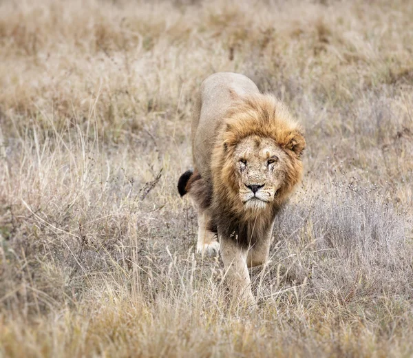 Mooie Leeuw Caesar in de savanne. Scorched gras. man met — Stockfoto