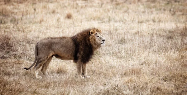 Όμορφη Καίσαρα λιοντάρι στη σαβάνα. Καμμένου χόρτο. αρσενικό με — Φωτογραφία Αρχείου