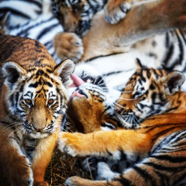 Tigresse avec ourson. tigre mère et son ourson — Photo