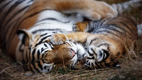 Τίγρης με μικρό. τίγρης μητέρα και το μικρό της — Φωτογραφία Αρχείου