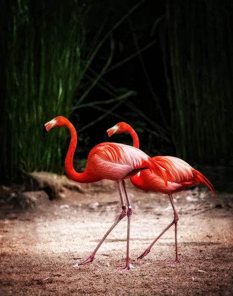 Flamingo rosa casal na areia — Fotografia de Stock