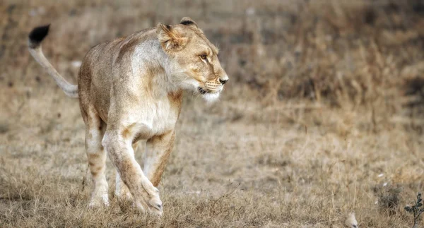 Leeuwin vrouwelijke (Panthera leo) profiel te bekijken. Leeuwin in de savan — Stockfoto