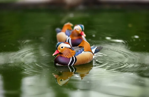 Mandarin kacsa, Aix galericulata, egyetlen férfi a víz — Stock Fotó