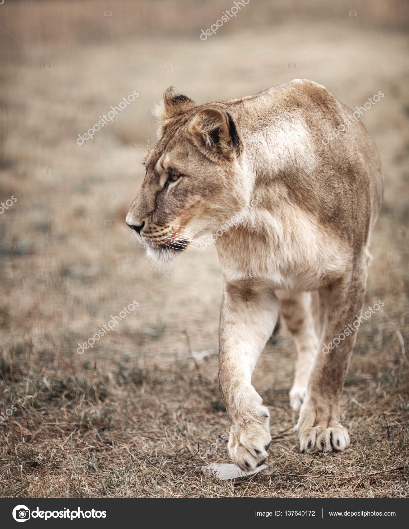 Leo profile female