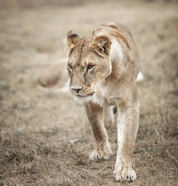 Vrouw van de Leeuwin (Panthera leo). Leeuwin in de savanne — Stockfoto