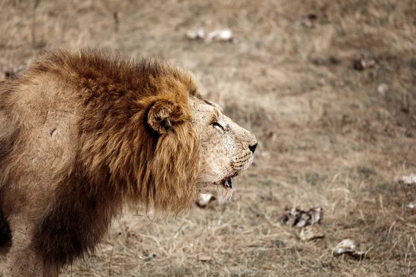 Un león macho (Panthera Leo) en Savannah —  Fotos de Stock