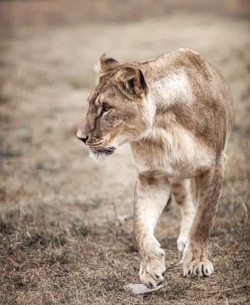 Lioness female View (Пантера Лео). левиця в савані — стокове фото