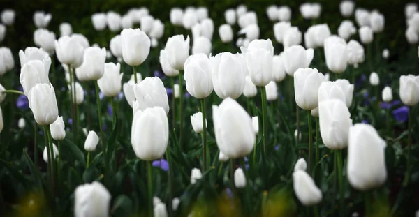 Beautiful white tulips flowerbed closeup. Flower background. Sum — Stock Photo, Image