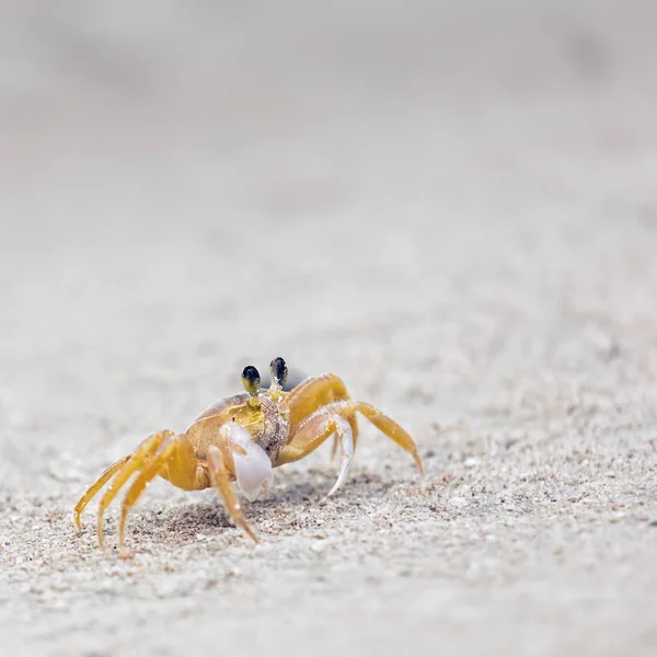 Caranguejo em uma praia arenosa — Fotografia de Stock