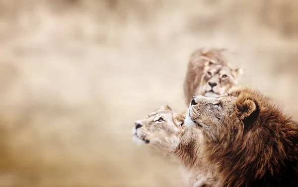 Los leones miran. Familia de Leones Africanos buscando —  Fotos de Stock