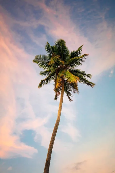 Palma na pozadí oblohy — Stock fotografie