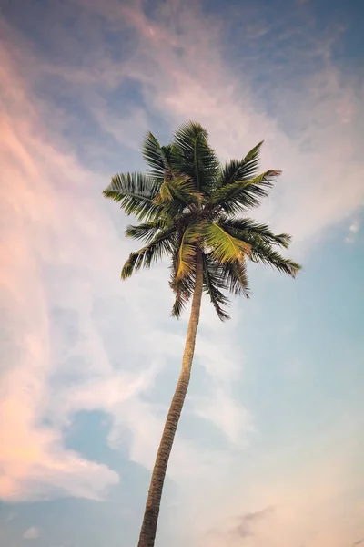 Palme auf Himmelshintergrund — Stockfoto