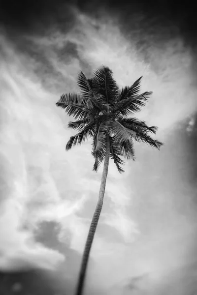 Palma su sfondo cielo — Foto Stock