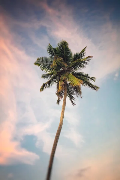 Palm boom op lucht achtergrond — Stockfoto