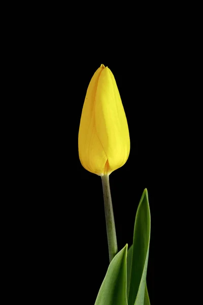 Tulipa Amarela. flor no fundo preto — Fotografia de Stock